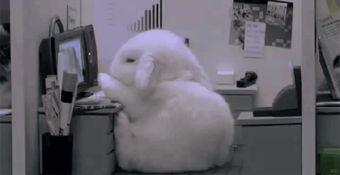 bunny.gif