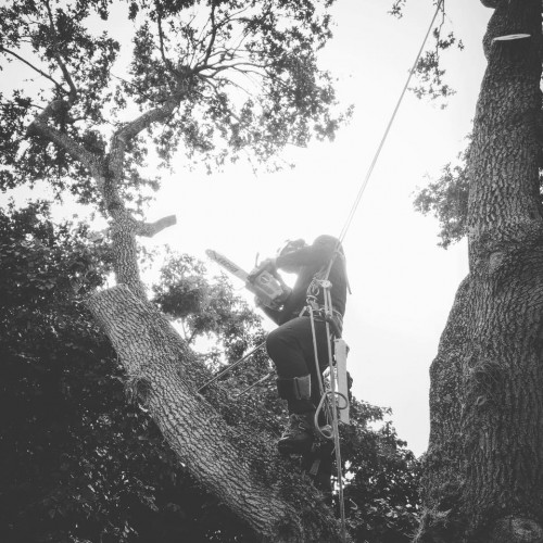 Arborist-Miami.jpg