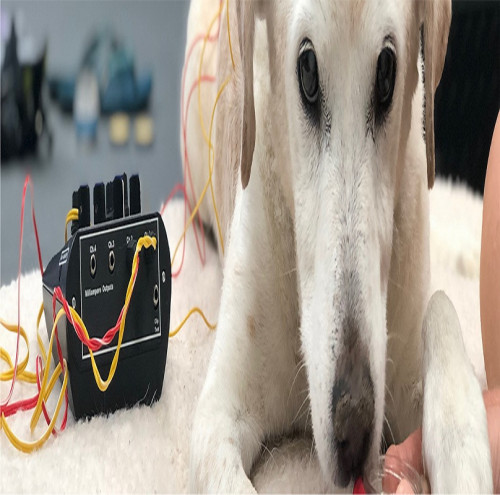 Veterinary-Rehabilitation-Denver-Metro-Area.jpg