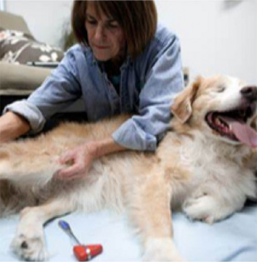 Veterinary-Rehabilitation-Littleton-CO.jpg