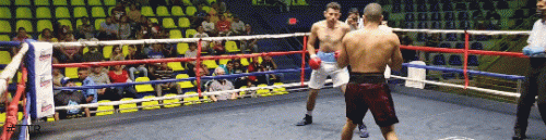 azofefia.gif