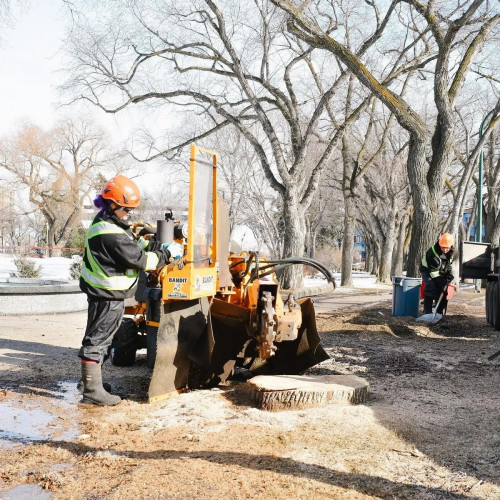 edmonton-tree-company.jpg