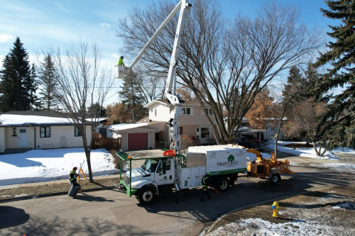 edmonton-tree-trimming.jpg