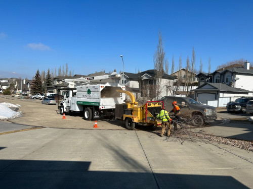 tree-service-edmonton.jpg