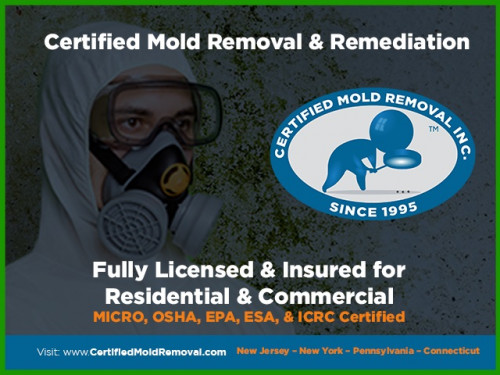 Mold-Inspection-Near-Me.jpg