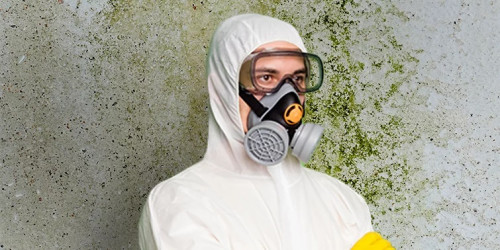 Mold-Removal-Freehold-NJ.jpg