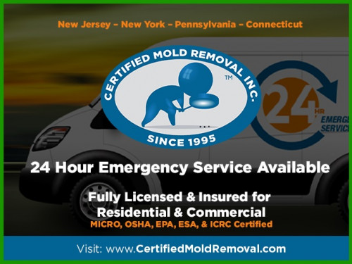 Mold-Removal-Near-Me.jpg