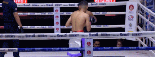 pigmrtew33wfsa.gif