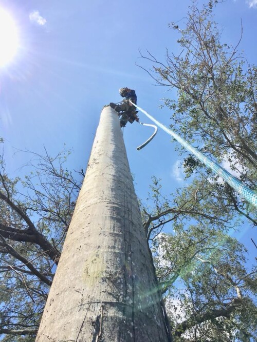 Tree-Service-Miami-FL.jpg