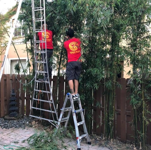 Tree-Service-Miami.jpg